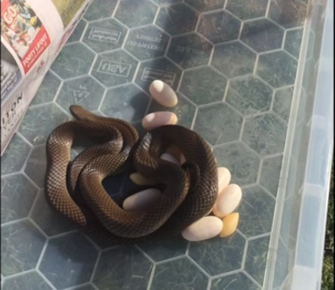 Thay tieng dong sau tu lanh, chu nha phat hien canh tuong kinh hai-Hinh-3