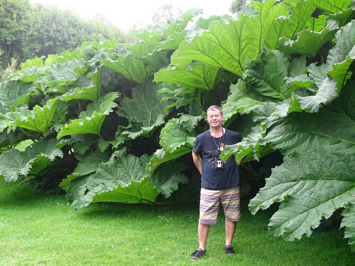 Cũng cùng là cây tam giác mạch, ở nơi khác cây chỉ nhỏ nhỏ, xinh xinh, cao đến khoảng thân người thì ở hòn đảo này, cây tam giác mạch có thể cao đến 5m.