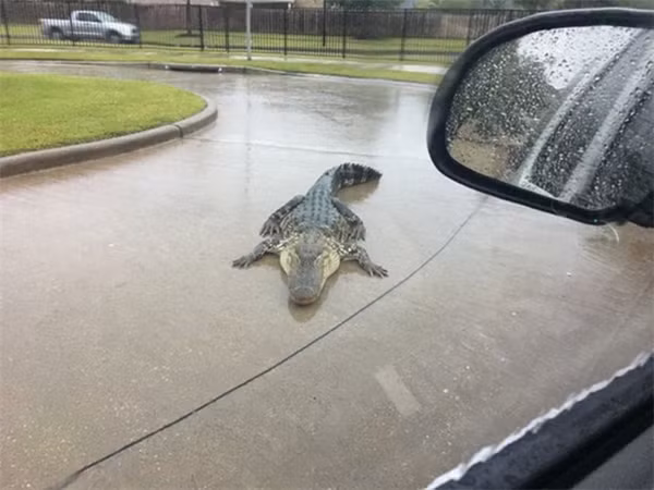 Ca sau song chuong lang thang tren duong sau mua lu