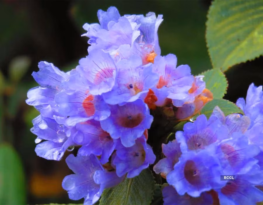 “Giai ma” loai hoa hiem o An Do 12 nam moi no mot lan-Hinh-4