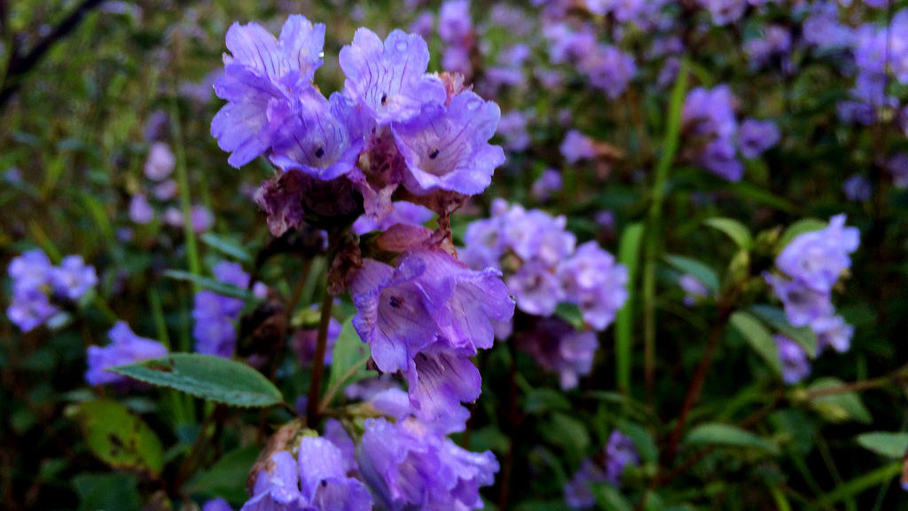 “Giai ma” loai hoa hiem o An Do 12 nam moi no mot lan-Hinh-3