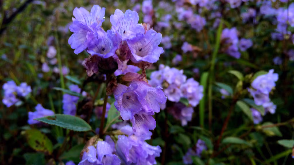 “Giai ma” loai hoa hiem o An Do 12 nam moi no mot lan-Hinh-3