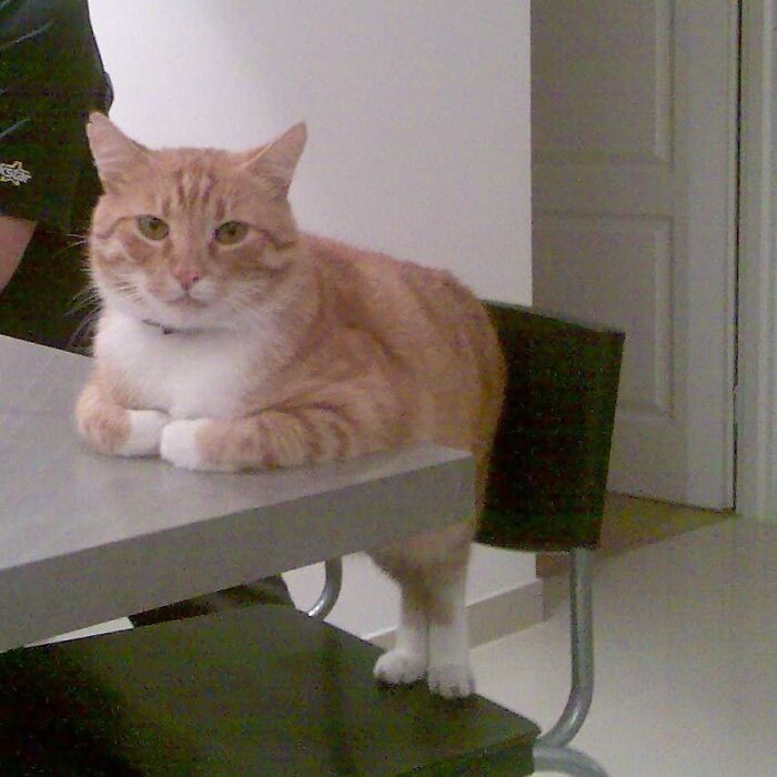 Ngồi bàn ăn cũng phải nghiêm túc như em mèo này nhé!