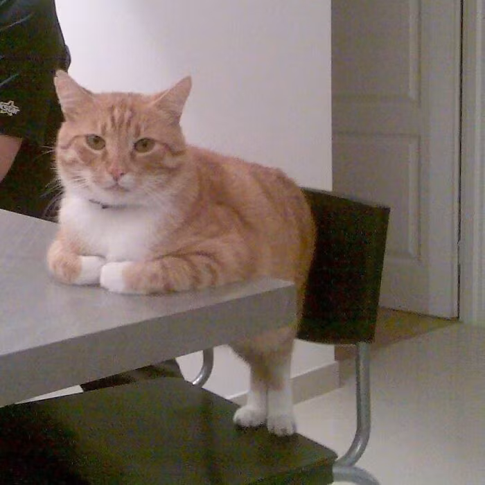 Ngồi bàn ăn cũng phải nghiêm túc như em mèo này nhé!