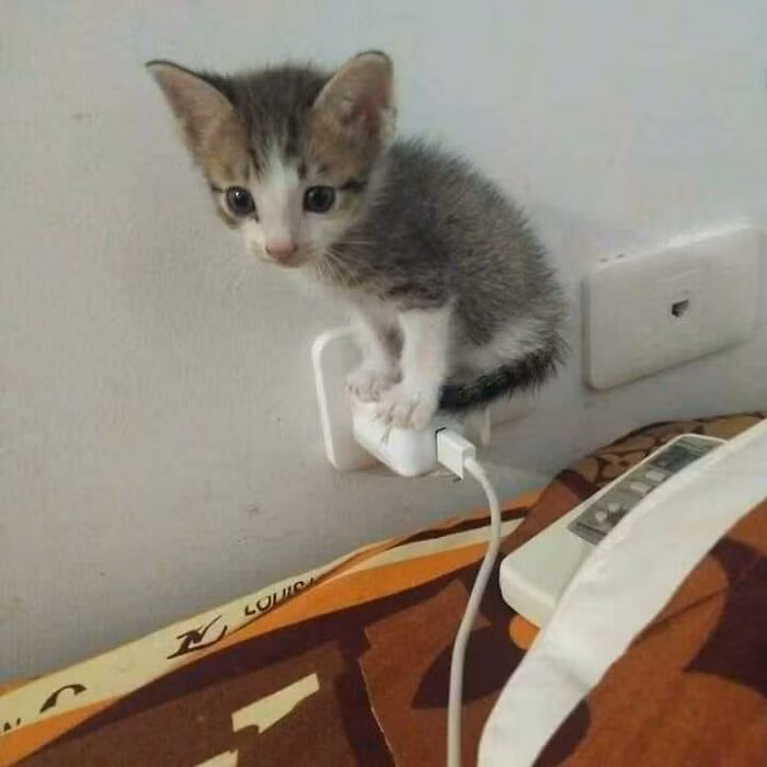 Thân là mèo nhưng lại có tố chất của loài chim.