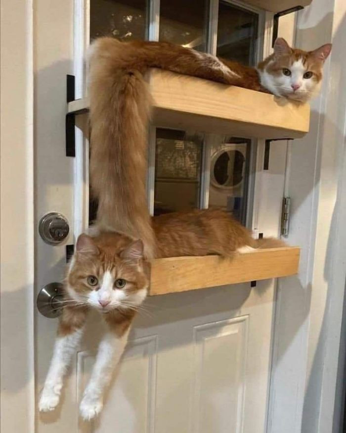 Hai chú mèo xinh xắn mỗi con một vẻ cực đáng yêu.