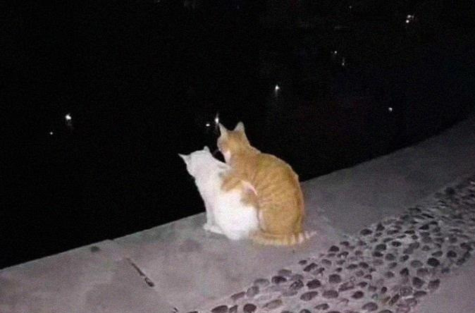 Cặp mèo tình tứ bên nhau ngắm cảnh đêm.