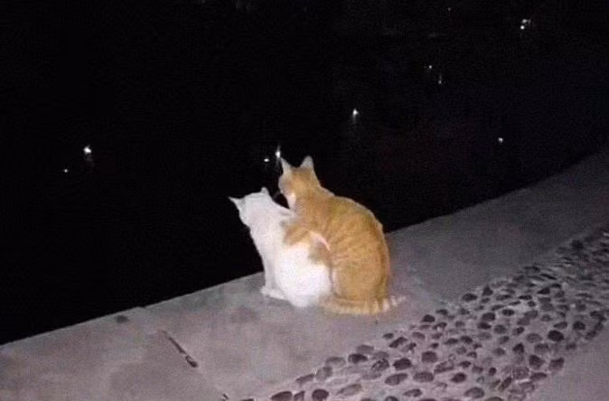 Cặp mèo tình tứ bên nhau ngắm cảnh đêm.