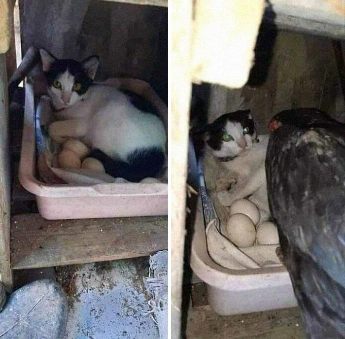 Khi mèo muốn thay gà mẹ ấp trứng.