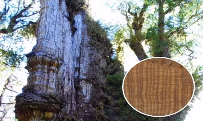 Cay bach co thu lau nam nhat con song, duong kinh hon 4m-Hinh-3