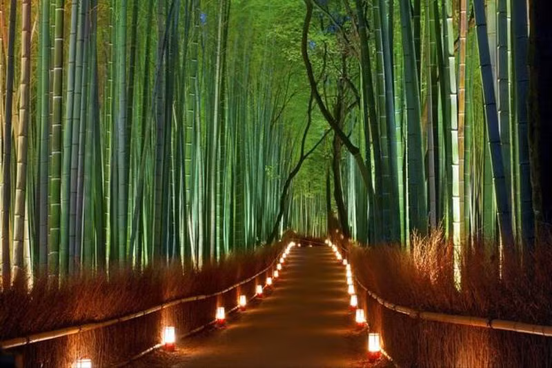 Lac buoc vao khu rung tre dep nhat the gioi-Hinh-5