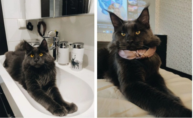 Meo cung khong lo o Nga long den tuyen nhin tuong bao den-Hinh-5