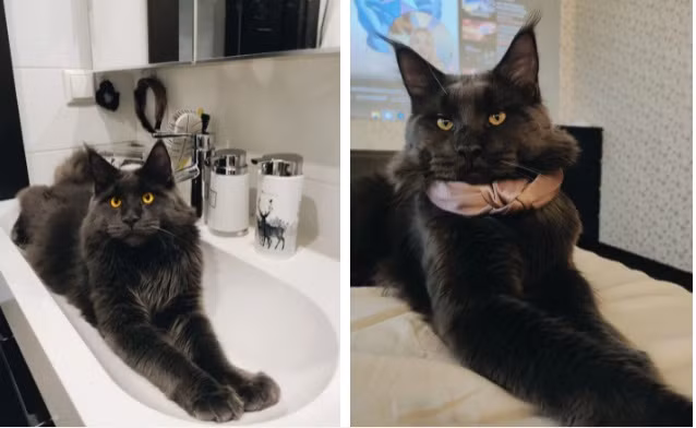 Meo cung khong lo o Nga long den tuyen nhin tuong bao den-Hinh-5