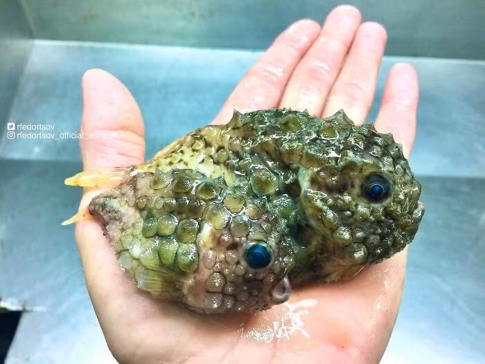 Kinh ngac voi bo suu tap “quai vat bien sau” cua ngu dan Nga-Hinh-5