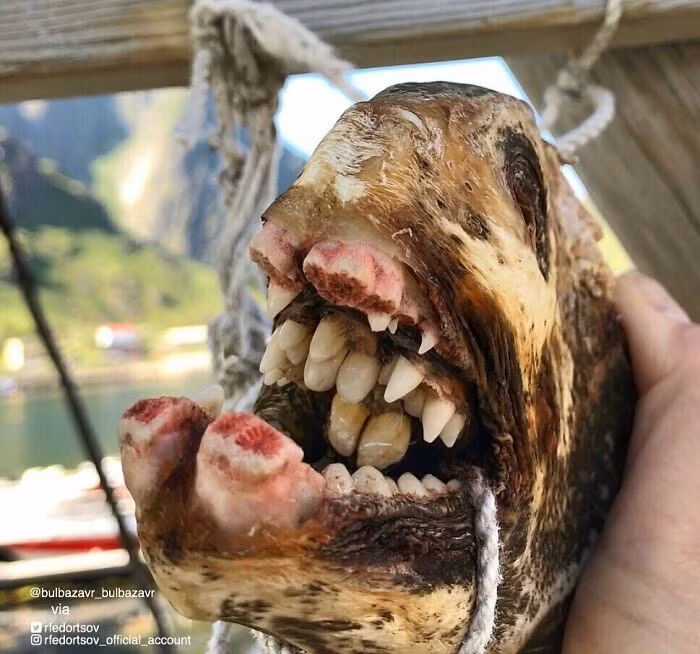 Kinh ngac voi bo suu tap “quai vat bien sau” cua ngu dan Nga-Hinh-9