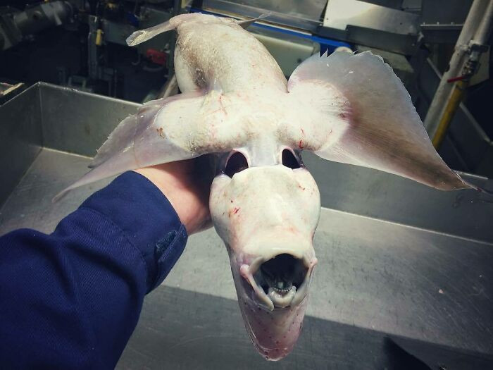 Kinh ngac voi bo suu tap “quai vat bien sau” cua ngu dan Nga-Hinh-13