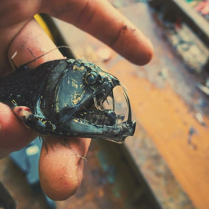 Kinh ngac voi bo suu tap “quai vat bien sau” cua ngu dan Nga-Hinh-11