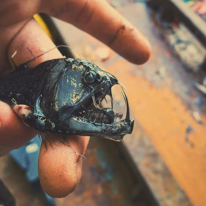 Kinh ngac voi bo suu tap “quai vat bien sau” cua ngu dan Nga-Hinh-11