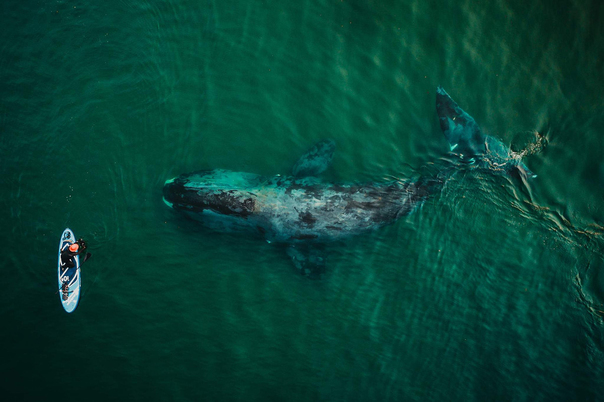 Con cá voi đầu gối khổng lồ ở Vịnh Wrangel trên bờ biển lục địa của Biển Okhotsk. Ảnh: ER.