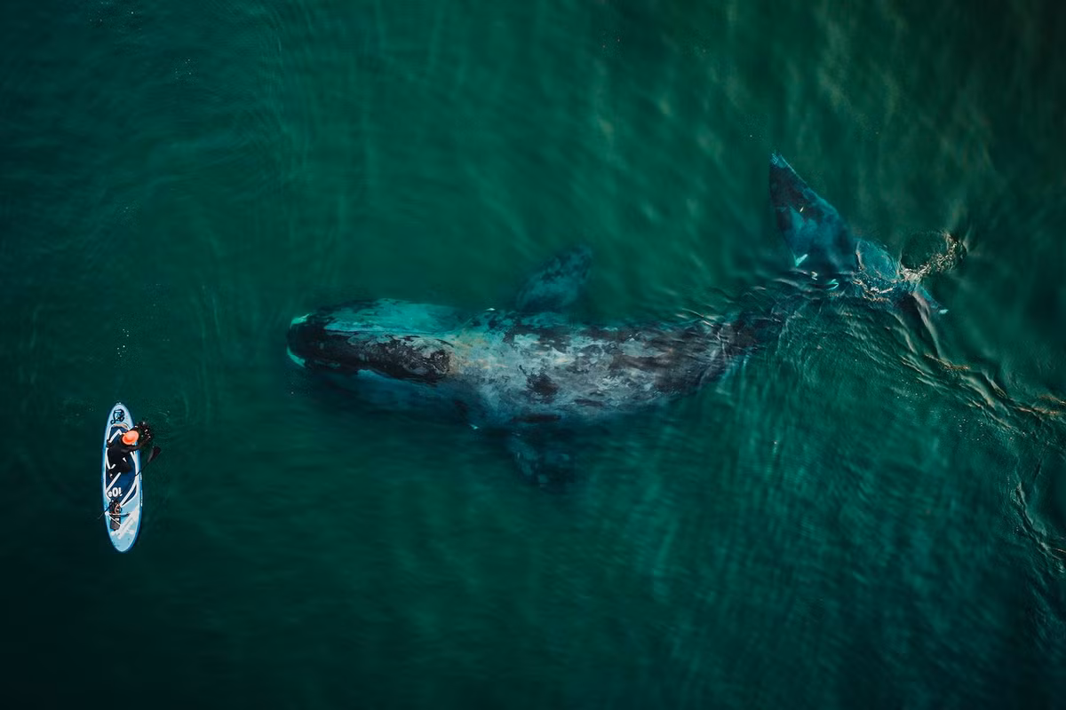 Con cá voi đầu gối khổng lồ ở Vịnh Wrangel trên bờ biển lục địa của Biển Okhotsk. Ảnh: ER.