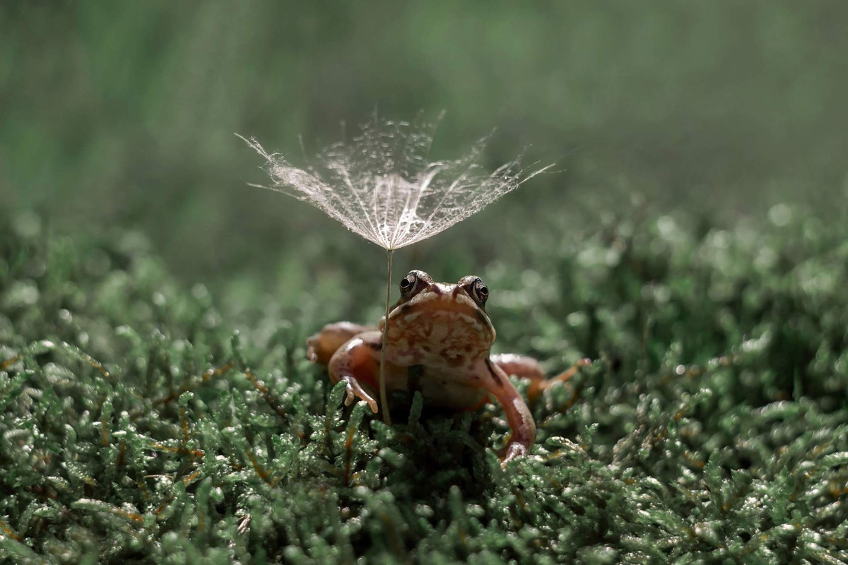 Bức ảnh có tên “Chờ đợi một chàng hoàng tử” của nhiếp ảnh gia Y. Yaremko.