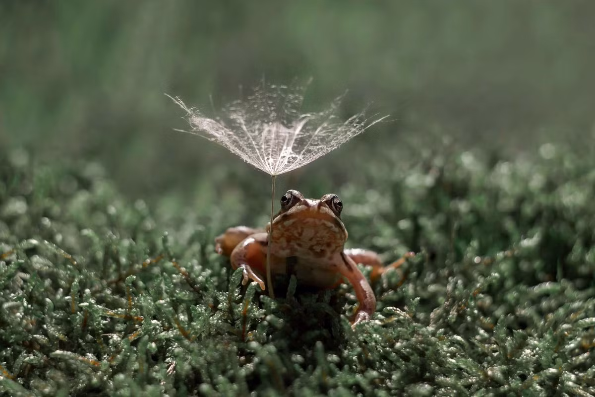 Bức ảnh có tên “Chờ đợi một chàng hoàng tử” của nhiếp ảnh gia Y. Yaremko.