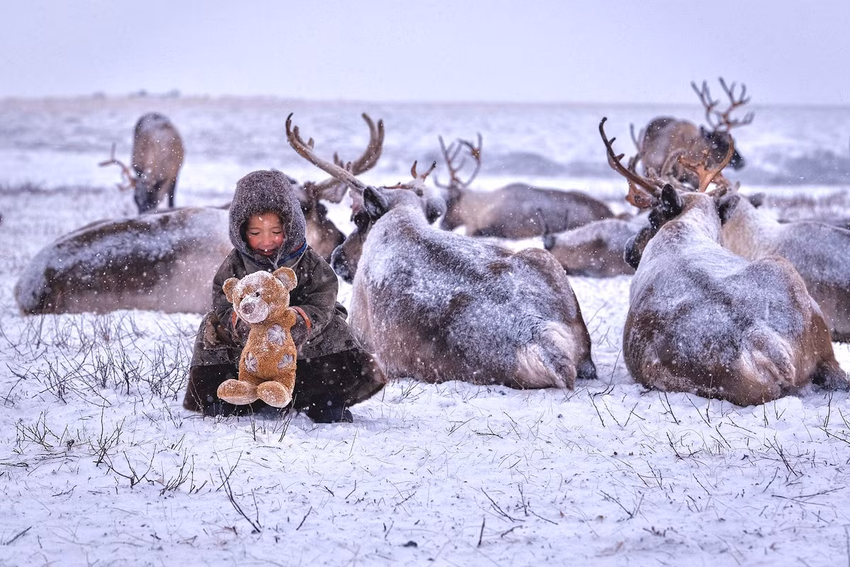 Cậu bé chơi cùng chú gấu bông cạnh bầy tuần lộc ở Bán đảo Tazovskiy, quận tự trị Yamalo-Nenets, của nhiếp ảnh gia A. Romanov.