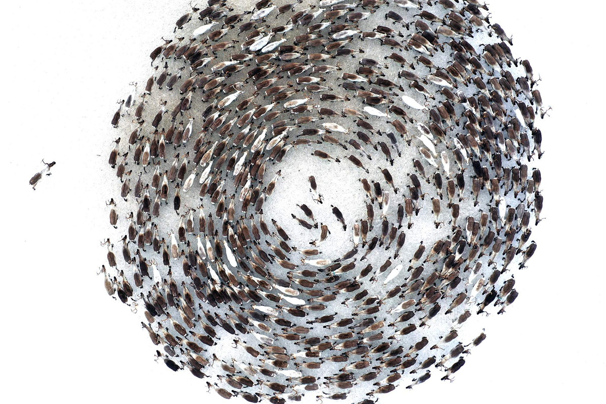 “Vòng quay hươu” ở làng Lovozero thuộc vùng Murmansk của nhiếp ảnh gia L. Fedoseev.