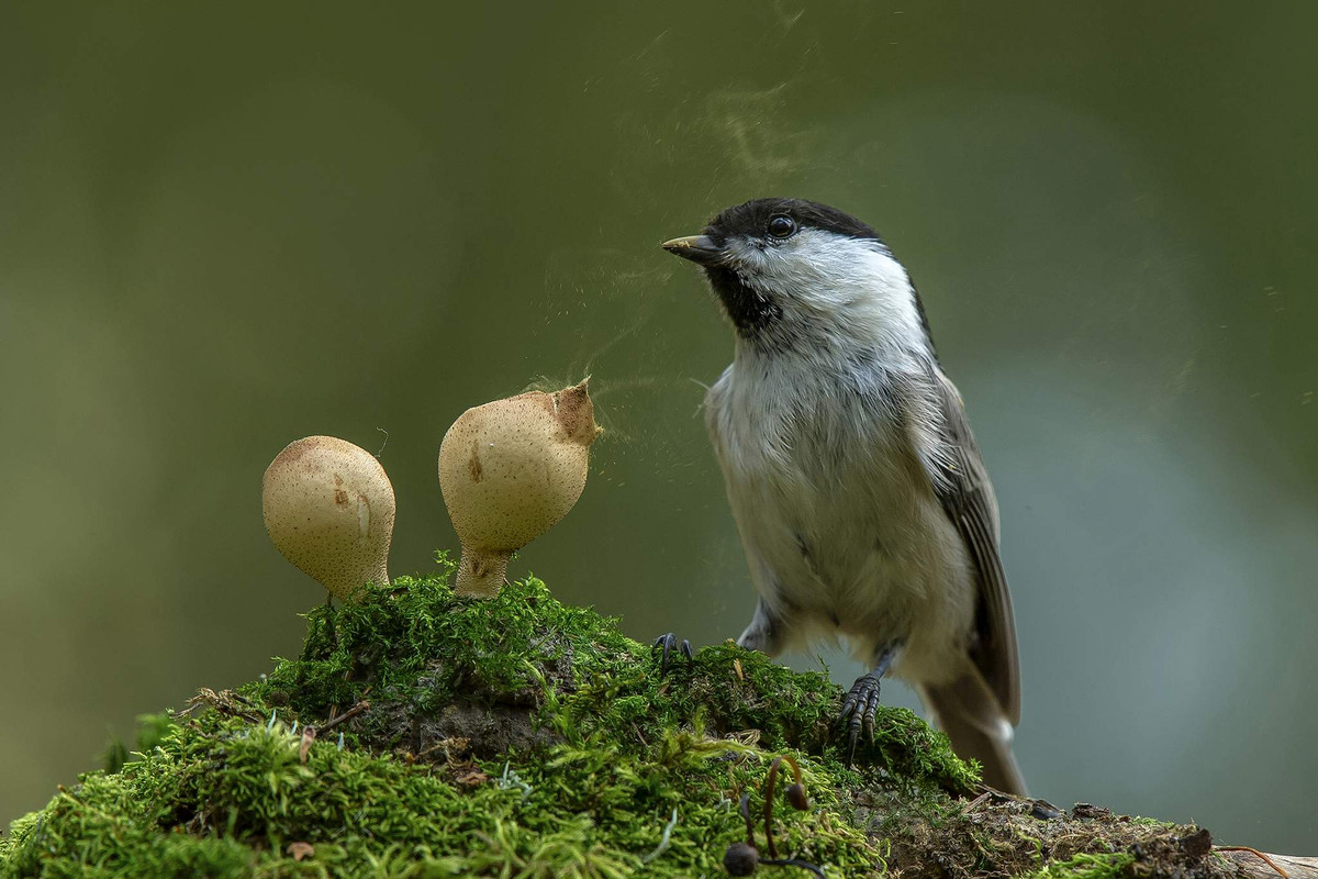 Bức ảnh thiên nhiên tươi đẹp được chụp ở vùng Moscow của A. Kiselev.
