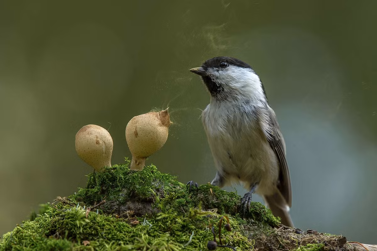 Bức ảnh thiên nhiên tươi đẹp được chụp ở vùng Moscow của A. Kiselev.