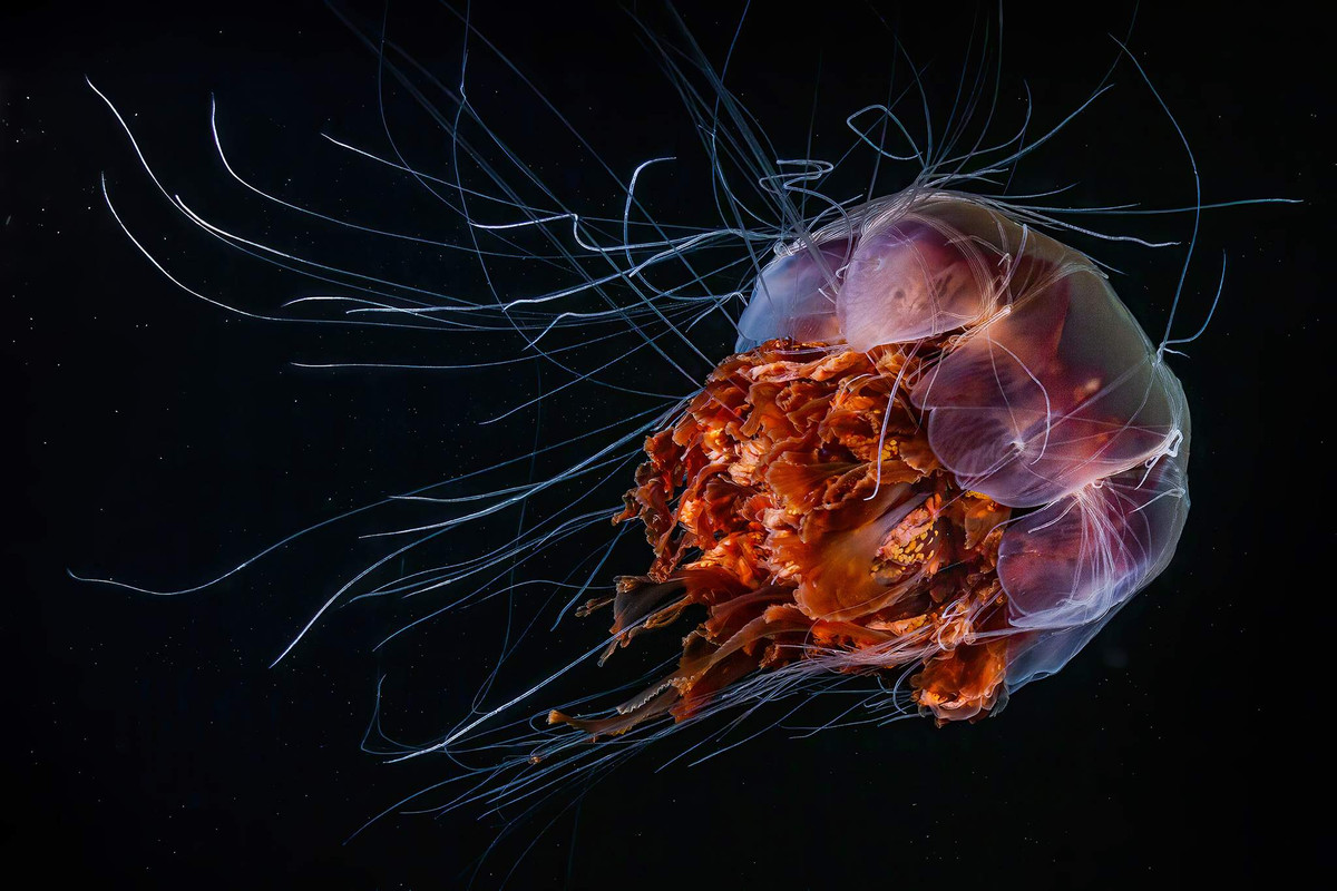 Hình ảnh con sứa bờm sư tử ở Biển Trắng.