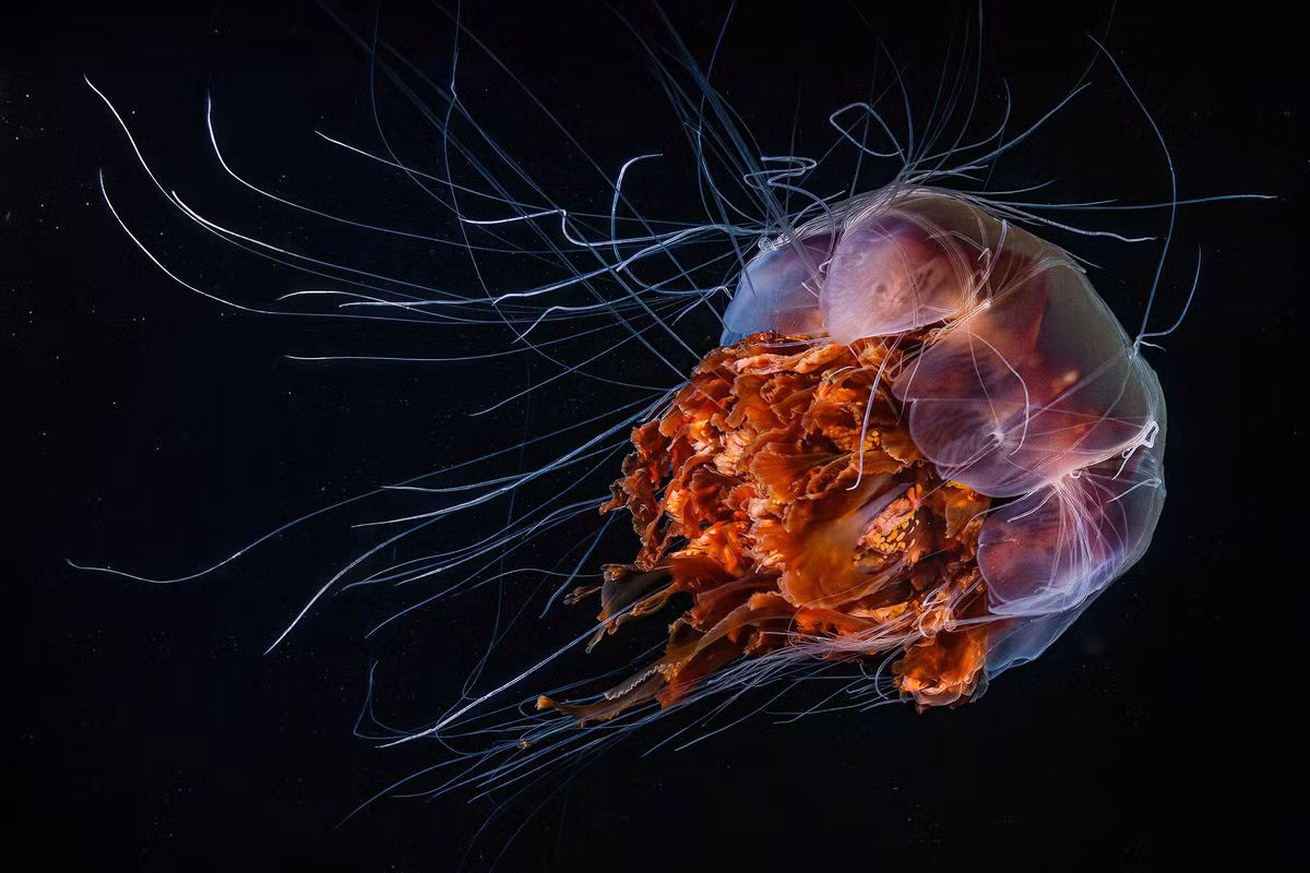 Hình ảnh con sứa bờm sư tử ở Biển Trắng.