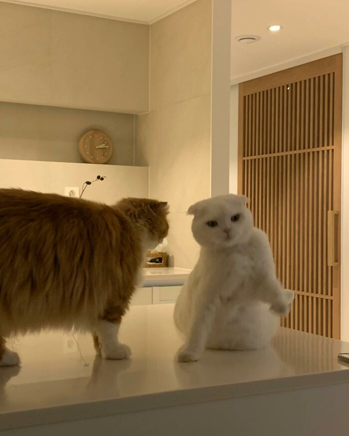 Tuy nhiên, Muji cũng không hề thích chơi đùa với Makji.