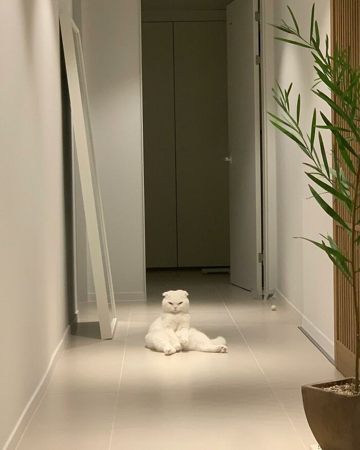 Một khoảnh khắc khó đỡ của con mèo Muji.