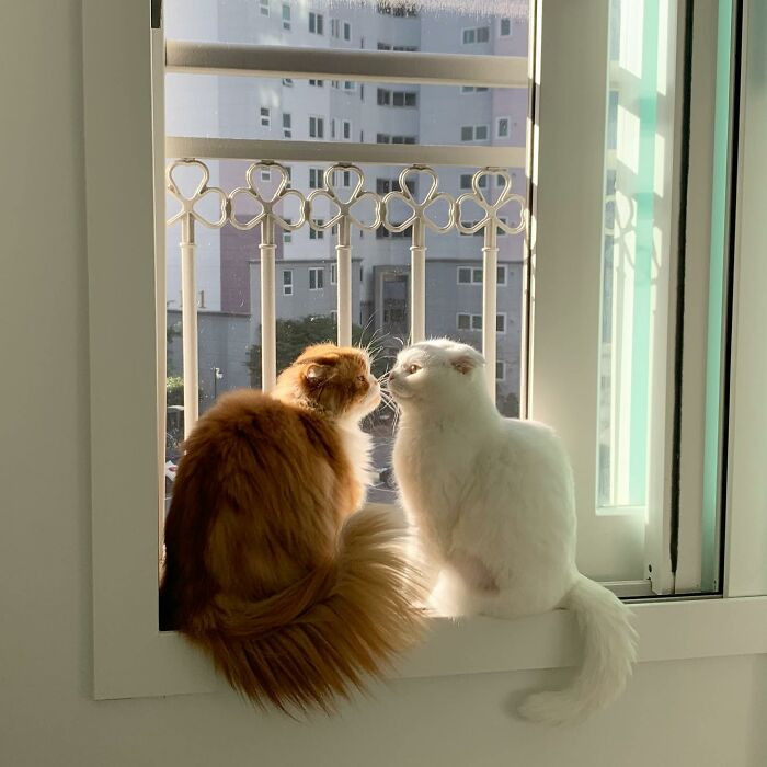 Muji có một chú mèo họ hàng màu vàng tên là Makji.