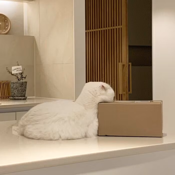 Chu meo 4 tuoi gay sot boi khuon mat bieu cam “cuc ngau”-Hinh-12