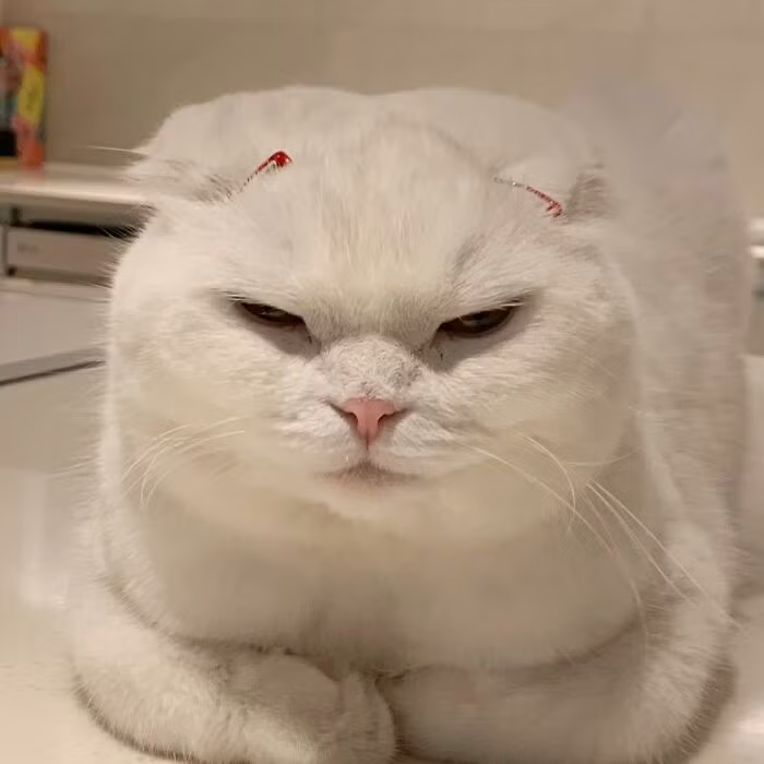 Chu meo 4 tuoi gay sot boi khuon mat bieu cam “cuc ngau”