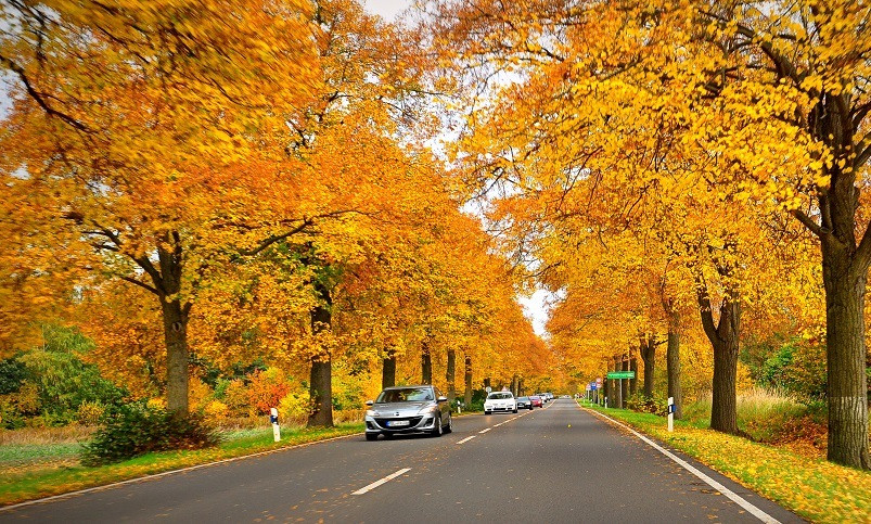 Du khách sẽ khó có thể rời bước, rung động trước hình ảnh nước Nga vào thu tinh tế, nhẹ nhàng với những cây Phong lá đỏ, sồi vàng, hàng ngàn cây bạch dương được nhuộm một sắc vàng ngút ngàn cộng với những làn gió nhẹ rung rinh trên những ngọn cây.