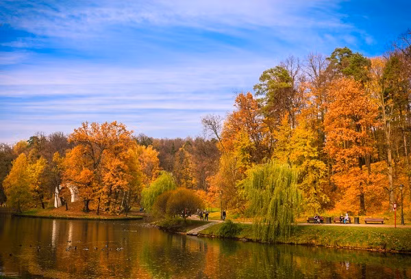  Mùa thu lá vàng đã trở thành “thương hiệu” riêng của nước Nga với rừng bạch dương mơ màng, rừng phong lá đỏ, lá vàng chạy miên man ngút tầm mắt…