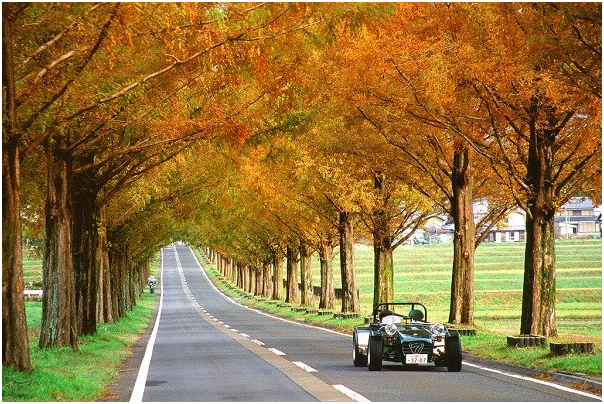 Con đường giữa rừng tre Sagano ở Kyoto, Nhật Bản: Rừng tre Sagano có những con đường đẹp như cổ tích. Vào những ngày nắng đẹp, tia nắng xuyên qua các tán cây dày đặc tạo nên một trải nghiệm khó quên.