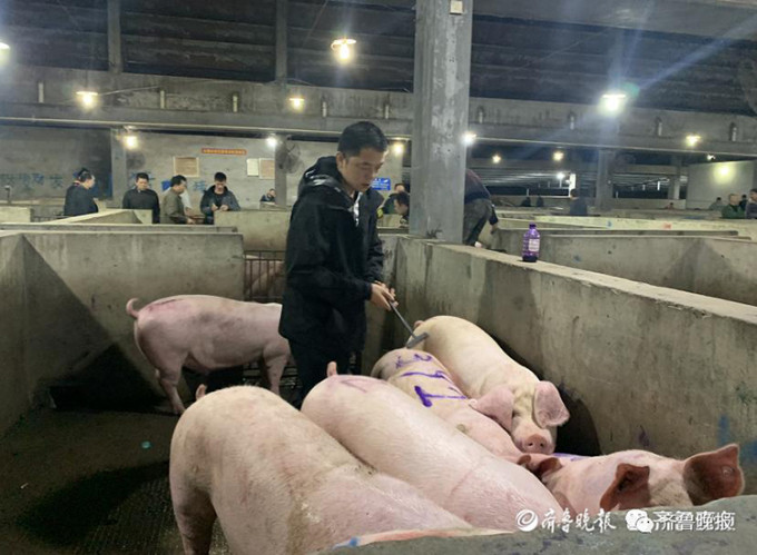 Bo cong chuc, chang trai ve que livestream ban thit lon-Hinh-2