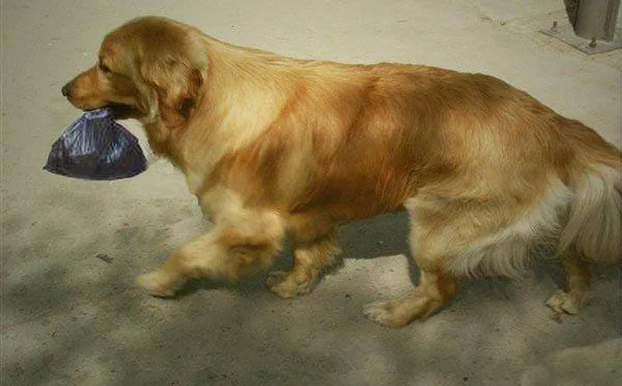 Cho cung tha ve mot tui den, chu nhan mo ra lap tuc bao canh sat