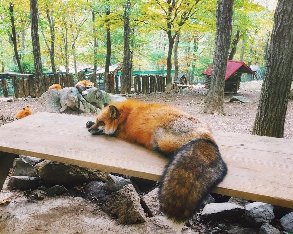 Tuy nhiên, du khách vào thăm làng cáo Zao Kitsune Mura được cảnh báo là không nên cho cáo ăn bằng tay không bởi những chú cáo nghịch ngợm có thể làm con người bị thương.