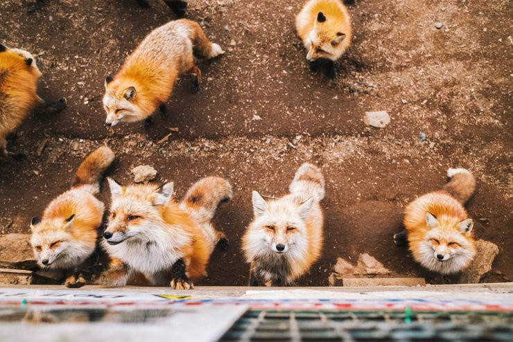 Khi đông đến, những chú cáo lười biếng bắt đầu lăn ra ngủ bất chấp có người tiến lại gần chúng.