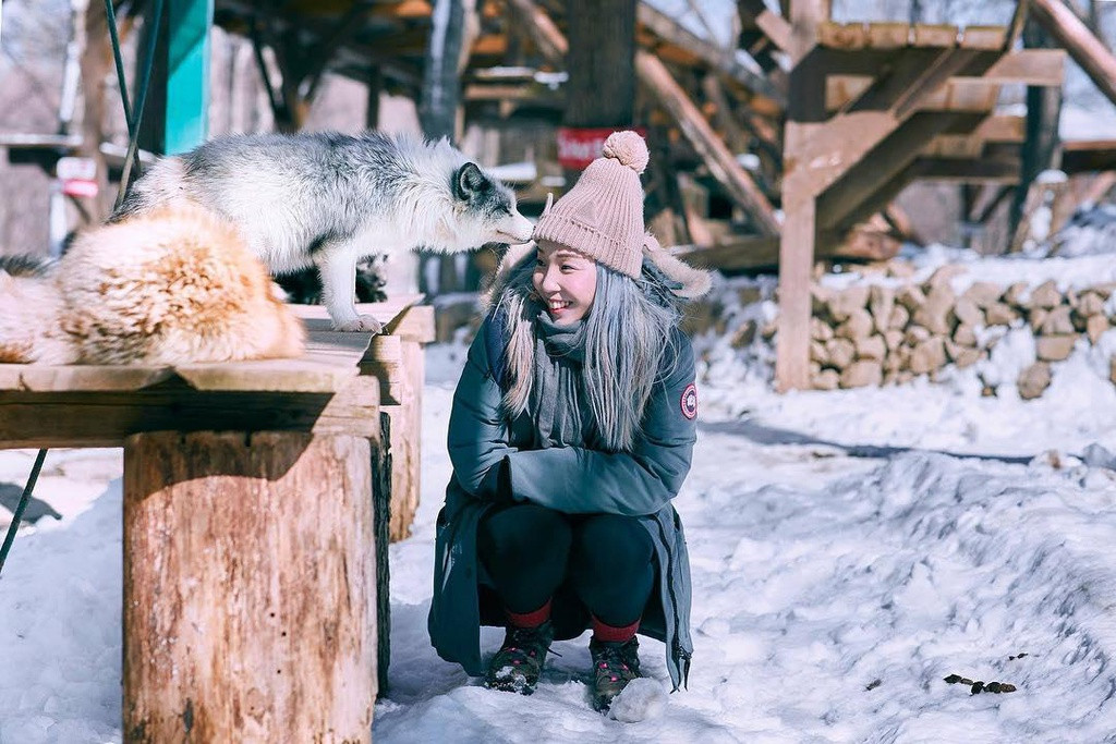 Tới đây, du khách có thể mua thức ăn cho cáo và được học cách chăm sóc 1 chú cáo.