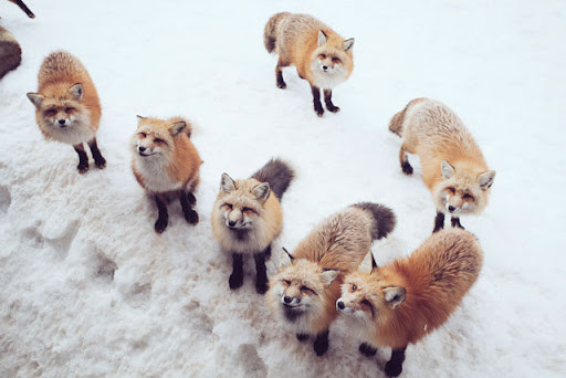 Những chú cáo này đều được tiêm chủng định kỳ nhằm chống lây lan bệnh tật cho du khách. Ảnh: IT.