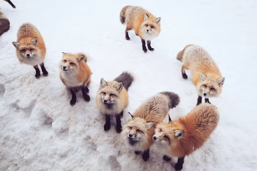 Những chú cáo này đều được tiêm chủng định kỳ nhằm chống lây lan bệnh tật cho du khách. Ảnh: IT.