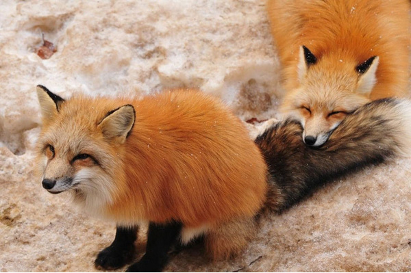 Khuôn mặt biểu cảm đáng yêu cùng sự thân thiện của những chú cáo nơi đây khiến du khách ghé thăm không muốn rời đi.