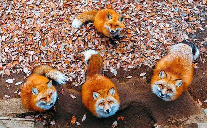 Đây là nơi sinh sống của 6 loài cáo hoang dã gồm cáo đỏ Nhật Bản, cáo bạc, cáo bạch kim…