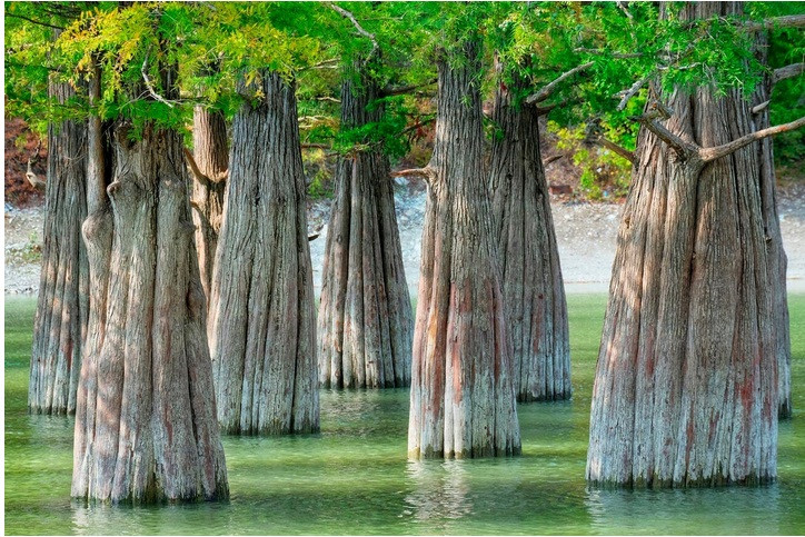 Hồ cây bách ở hồ Sukko ở phía nam nước Nga là một điểm thu hút khách du lịch nổi tiếng. Và vào mùa thu, cây cối chuyển sang màu đỏ khiến khu vực này giống như một khu rừng cổ tích. Ảnh: Yevgeny Andreyev.